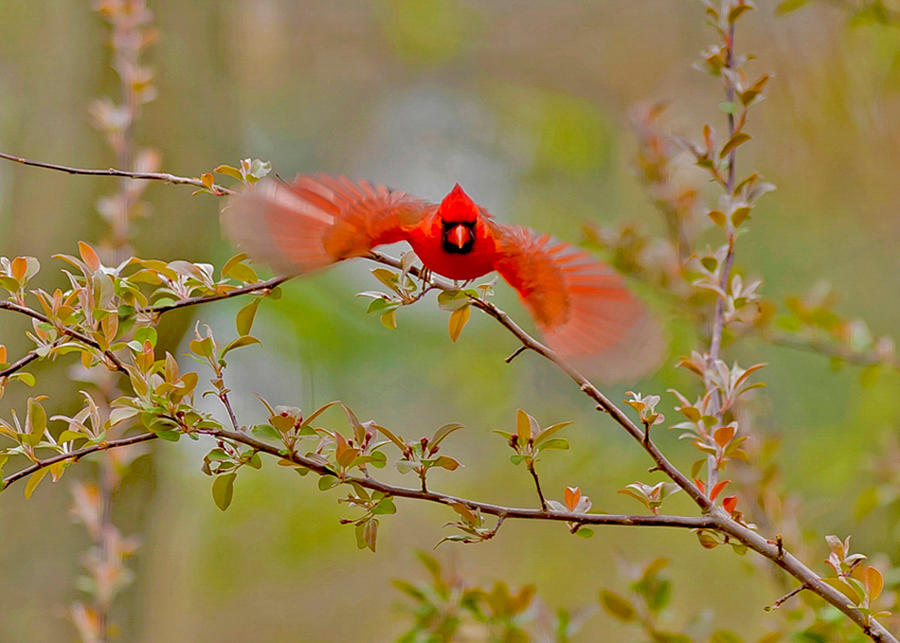 n Northern Cardinal