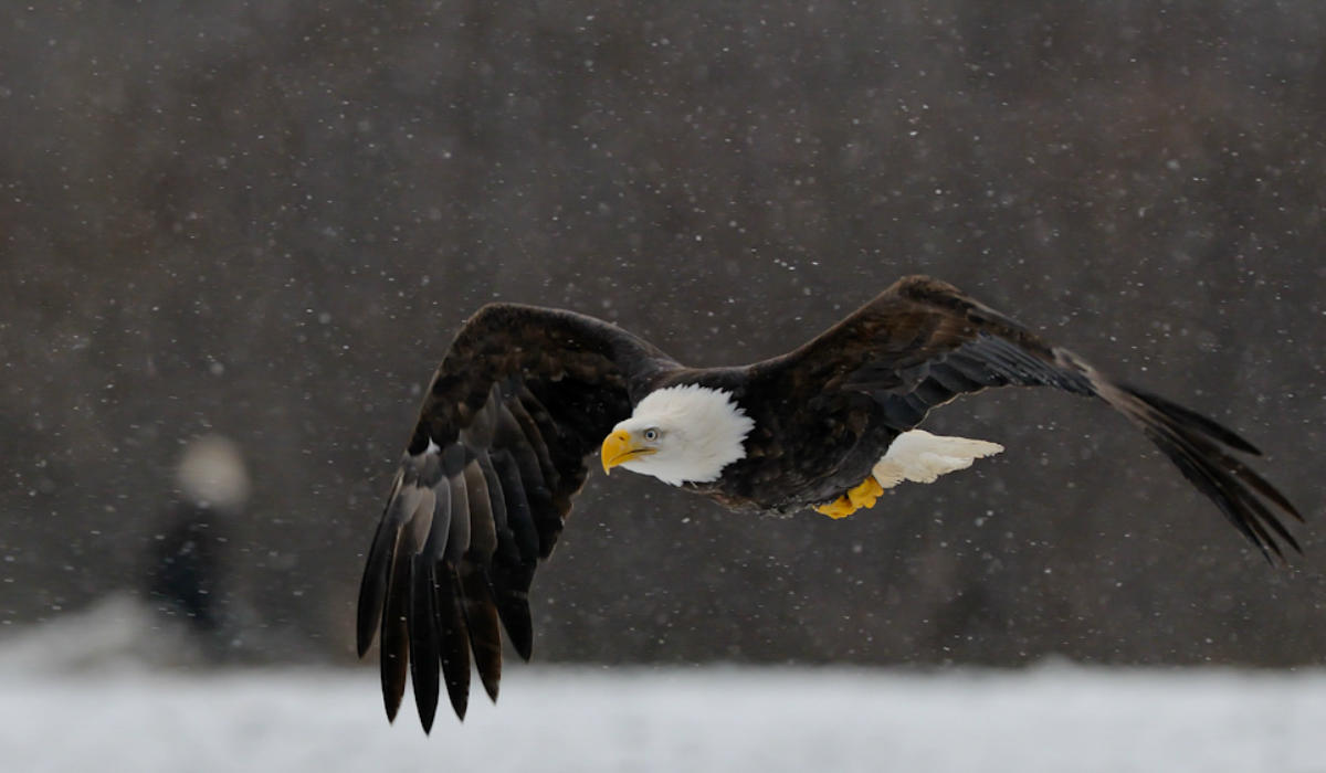 Bald Bald Eagle
