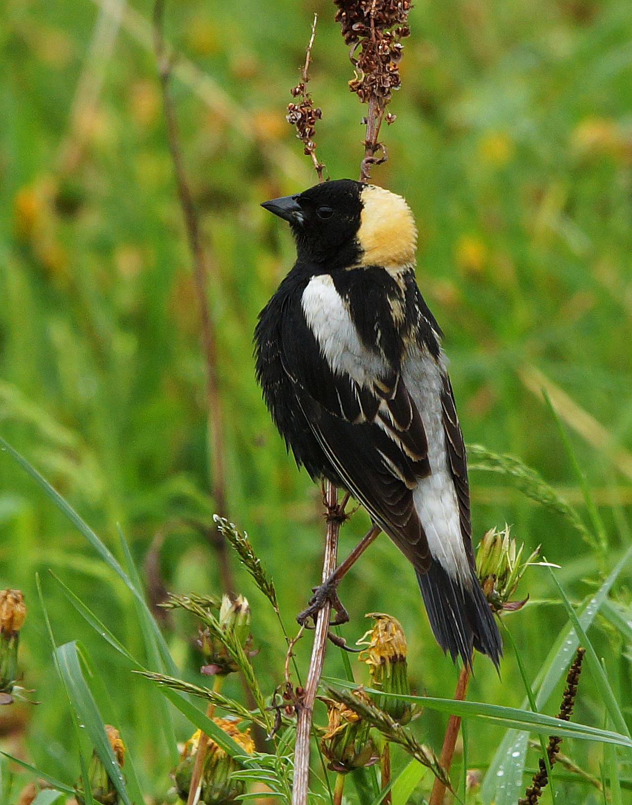 Bobolink Bobolink