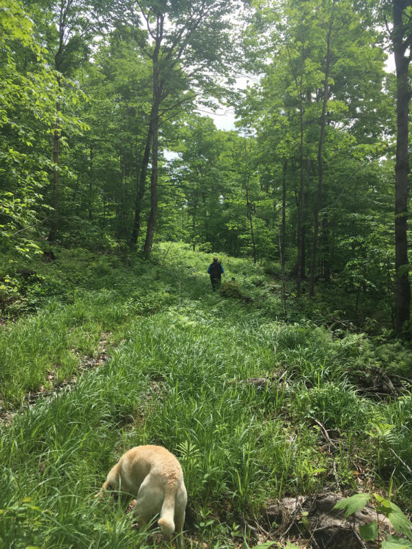 Bone Mountain trail Bone Mountain trail