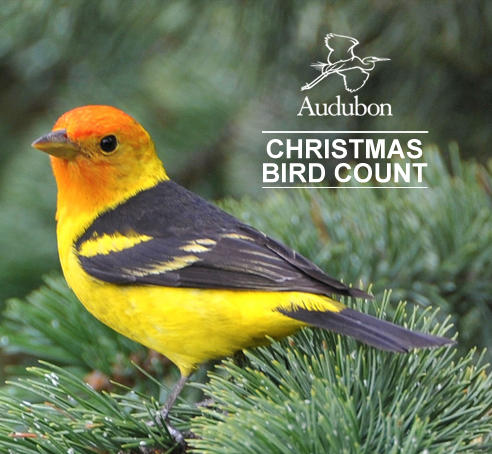 Audubon Christmas Bird Count | Audubon Vermont