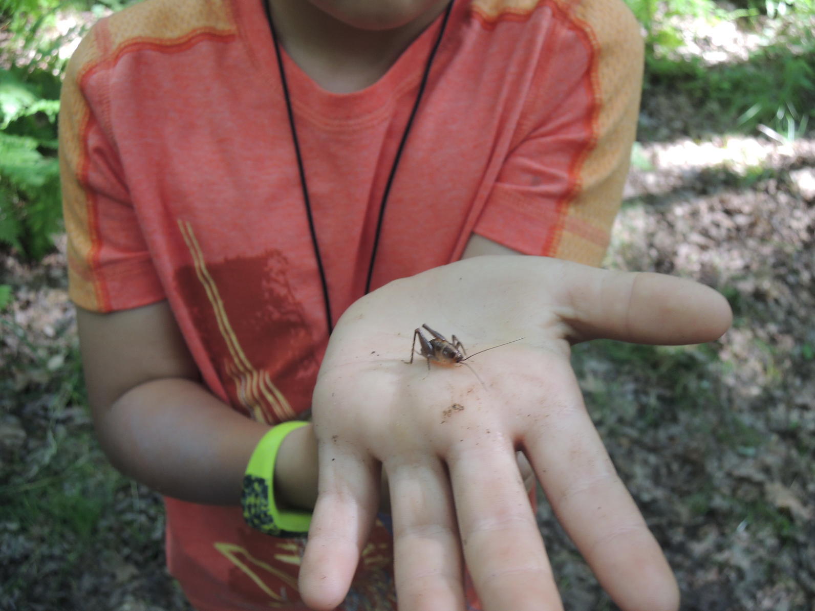 Critters at camp Critters at camp