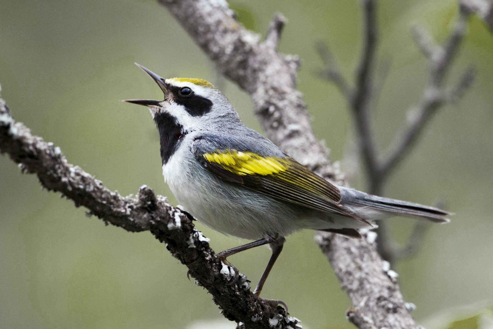 Golden-winged Warbler Golden-winged Warbler