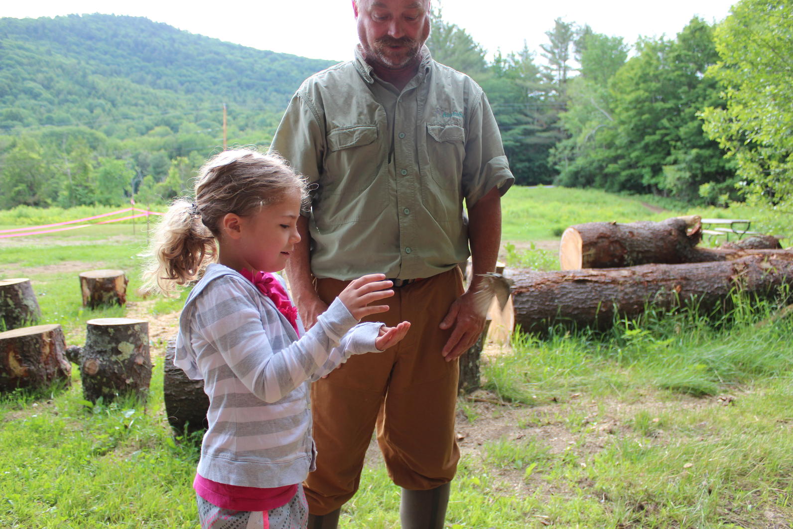ovenbird release 2 ovenbird release 2
