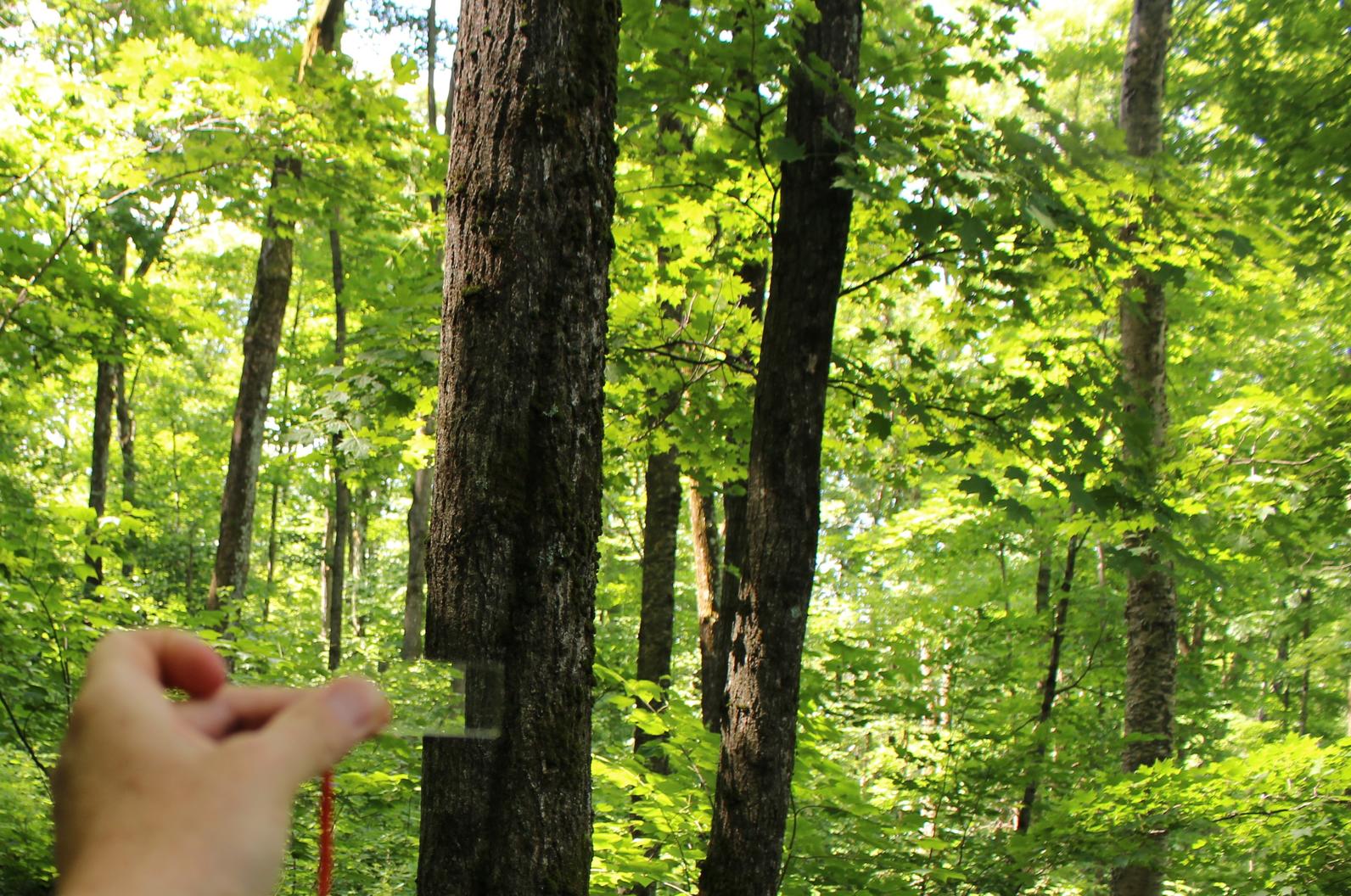 Bird-Friendly Maple Sugarbush Assessment Bird-Friendly Maple Sugarbush Assessment