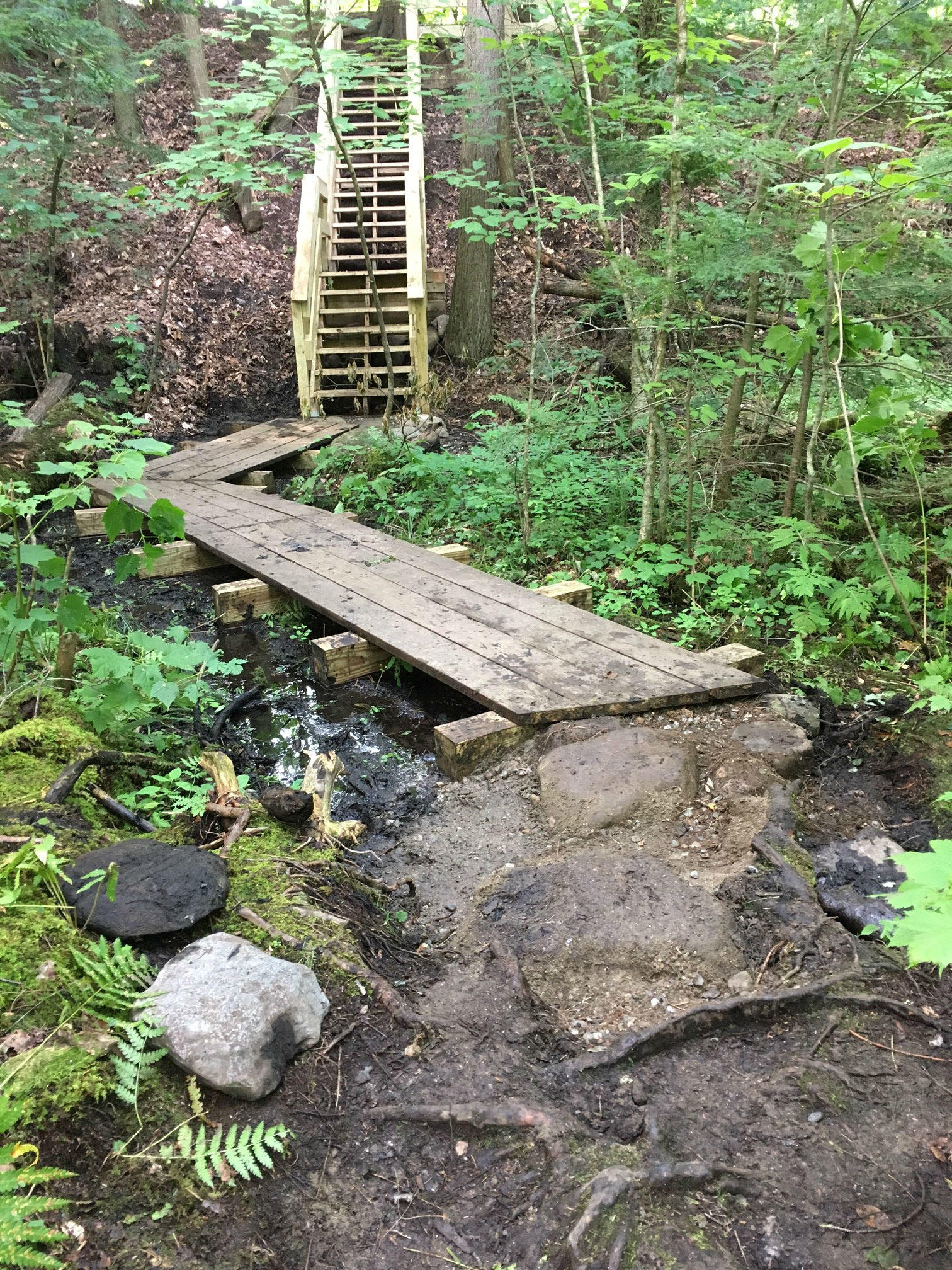Hemlock Hemlock Swamp Stairs
