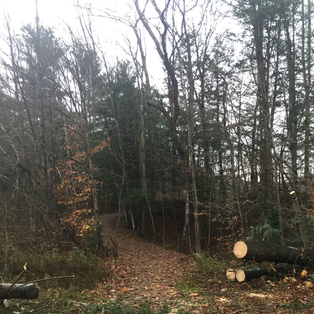 Wind Storm Recovery_Audubon Vermont Wind Storm Recovery_Audubon Vermont