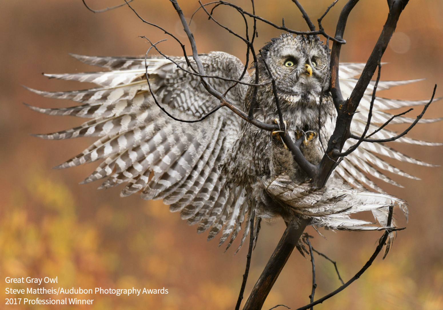 Great Gray Owl Great Gray Owl