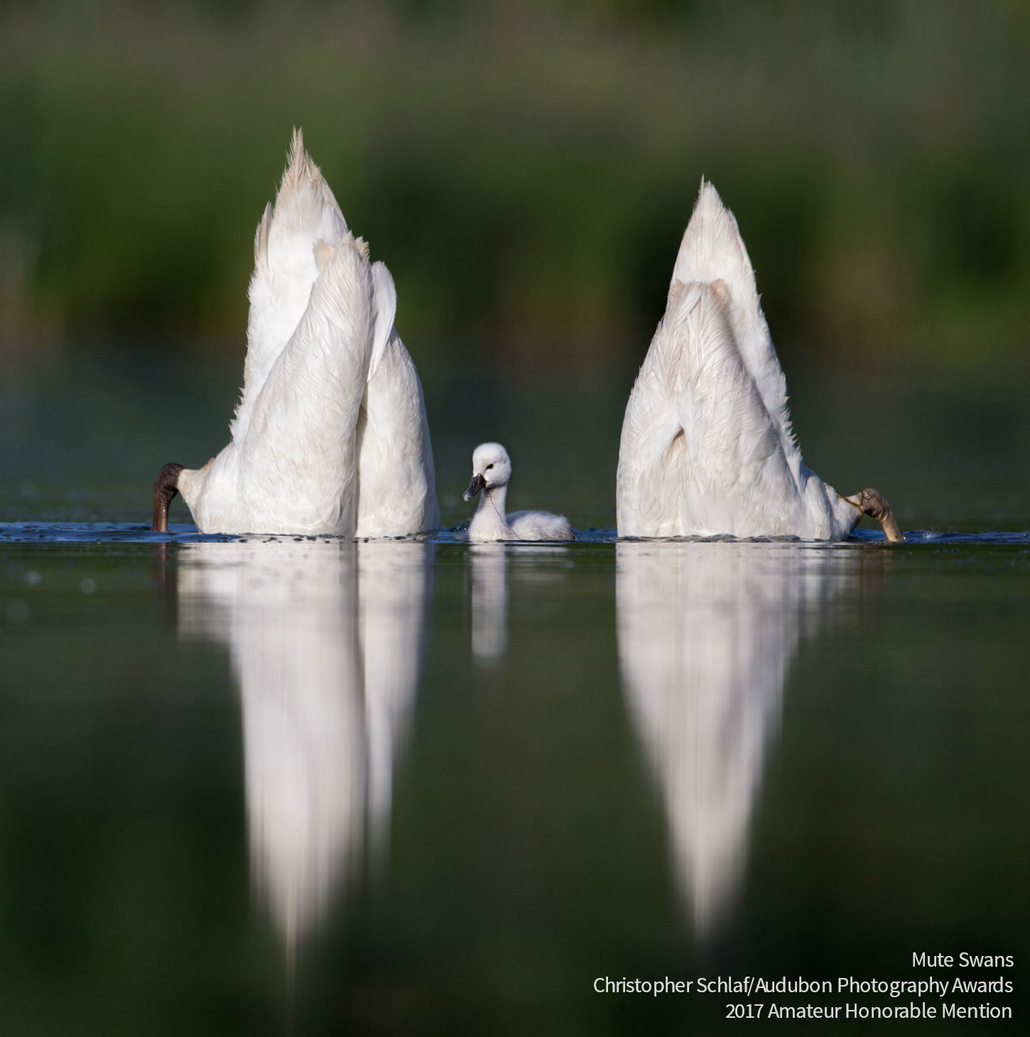 Mute Swans Mute Swans