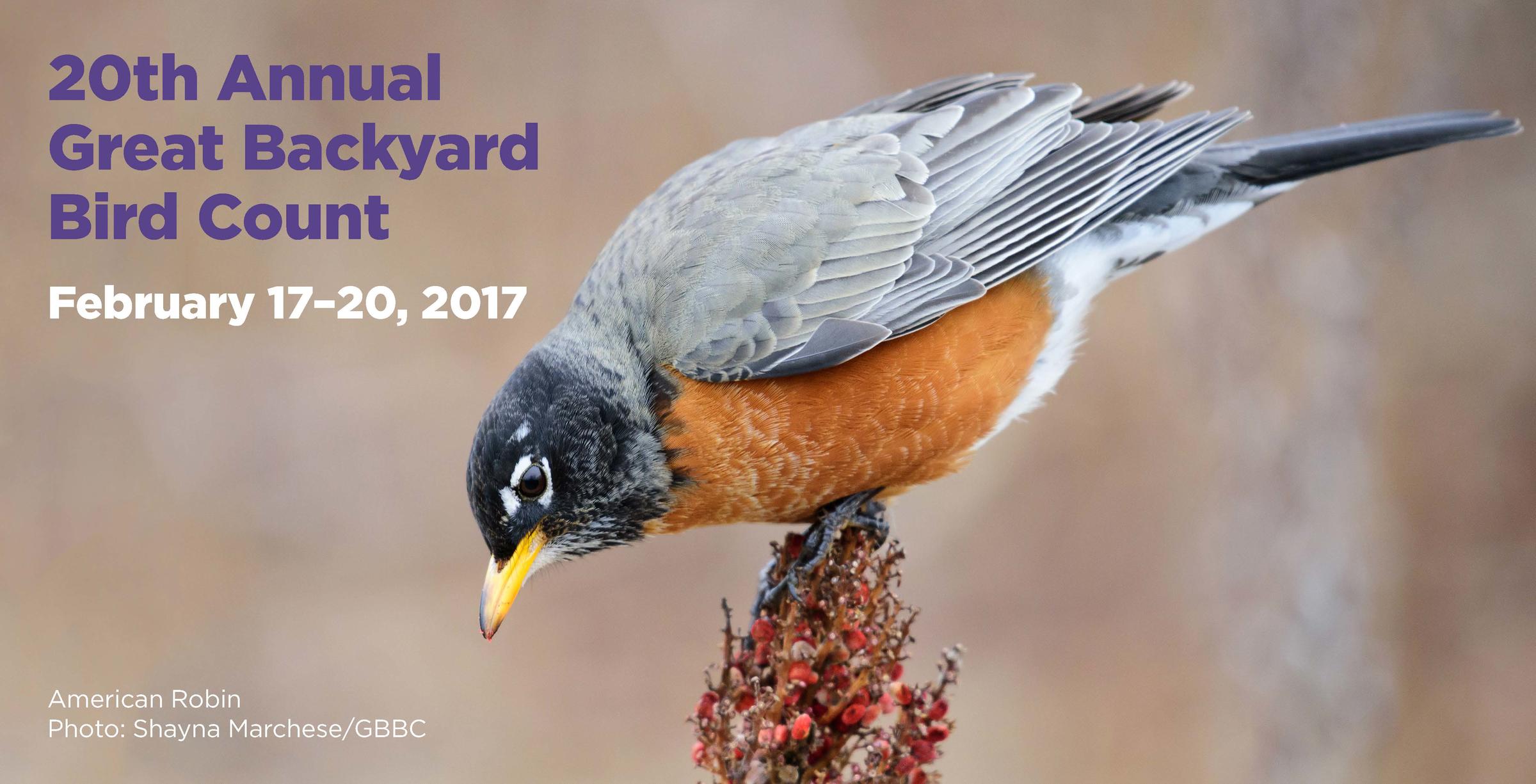 The Great Backyard Bird Count | Audubon Vermont