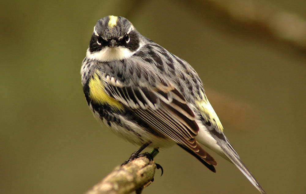 Birds | Audubon Vermont