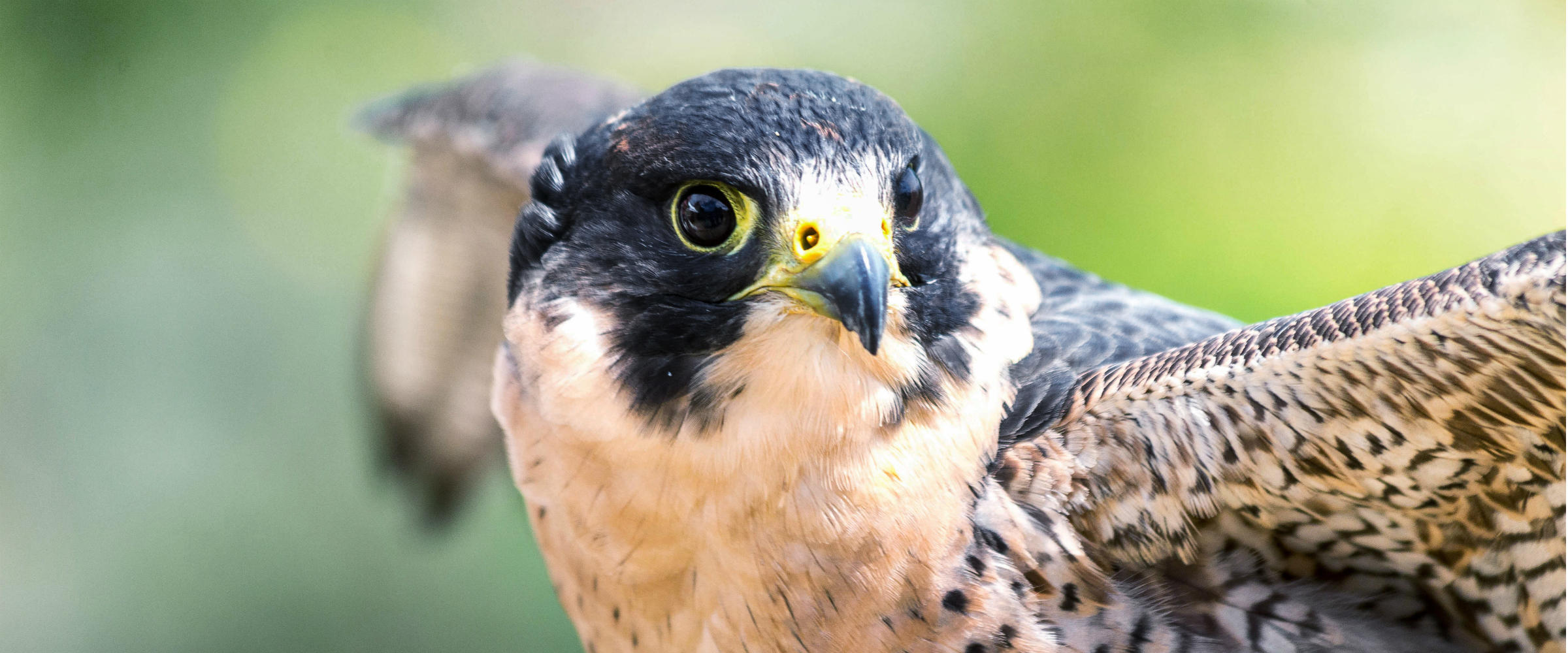 peregrine falcon recovery project