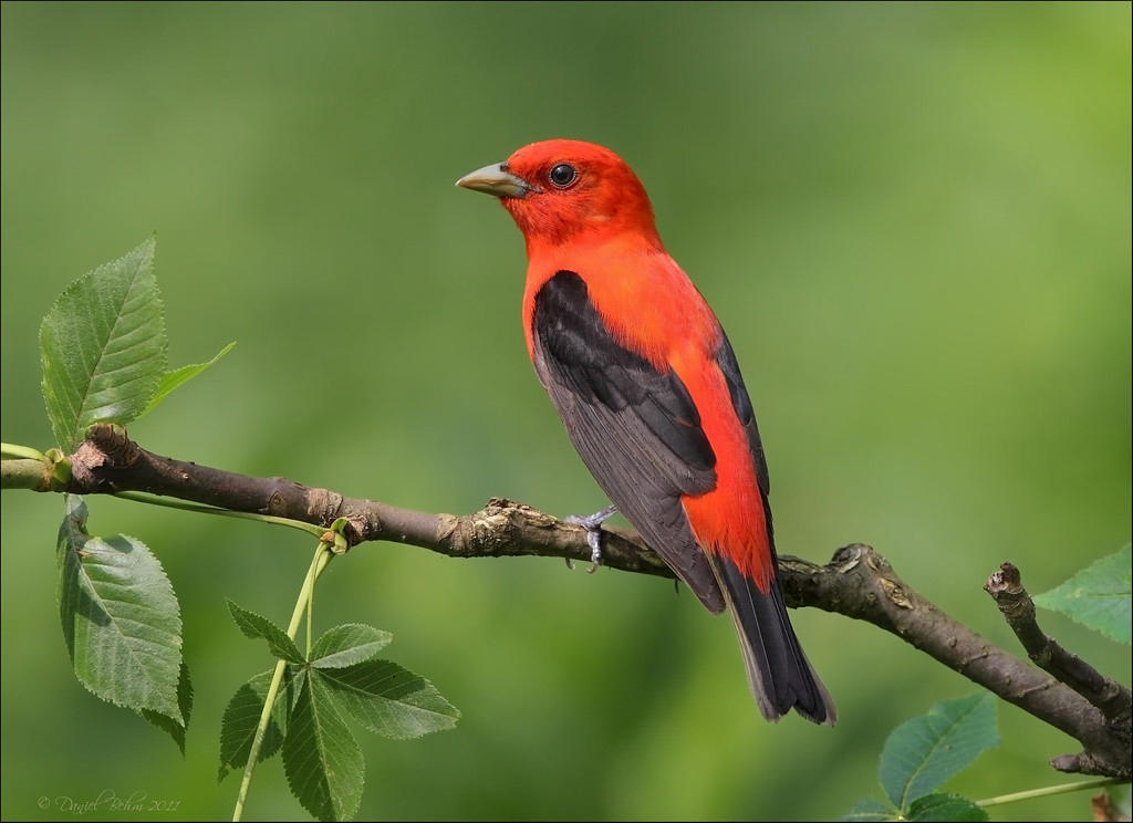 climate change audubon vermont climate change audubon vermont
