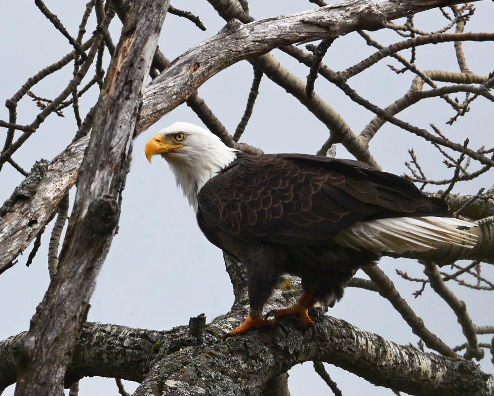 Bald Eagle Recovery in Vermont | Audubon Vermont