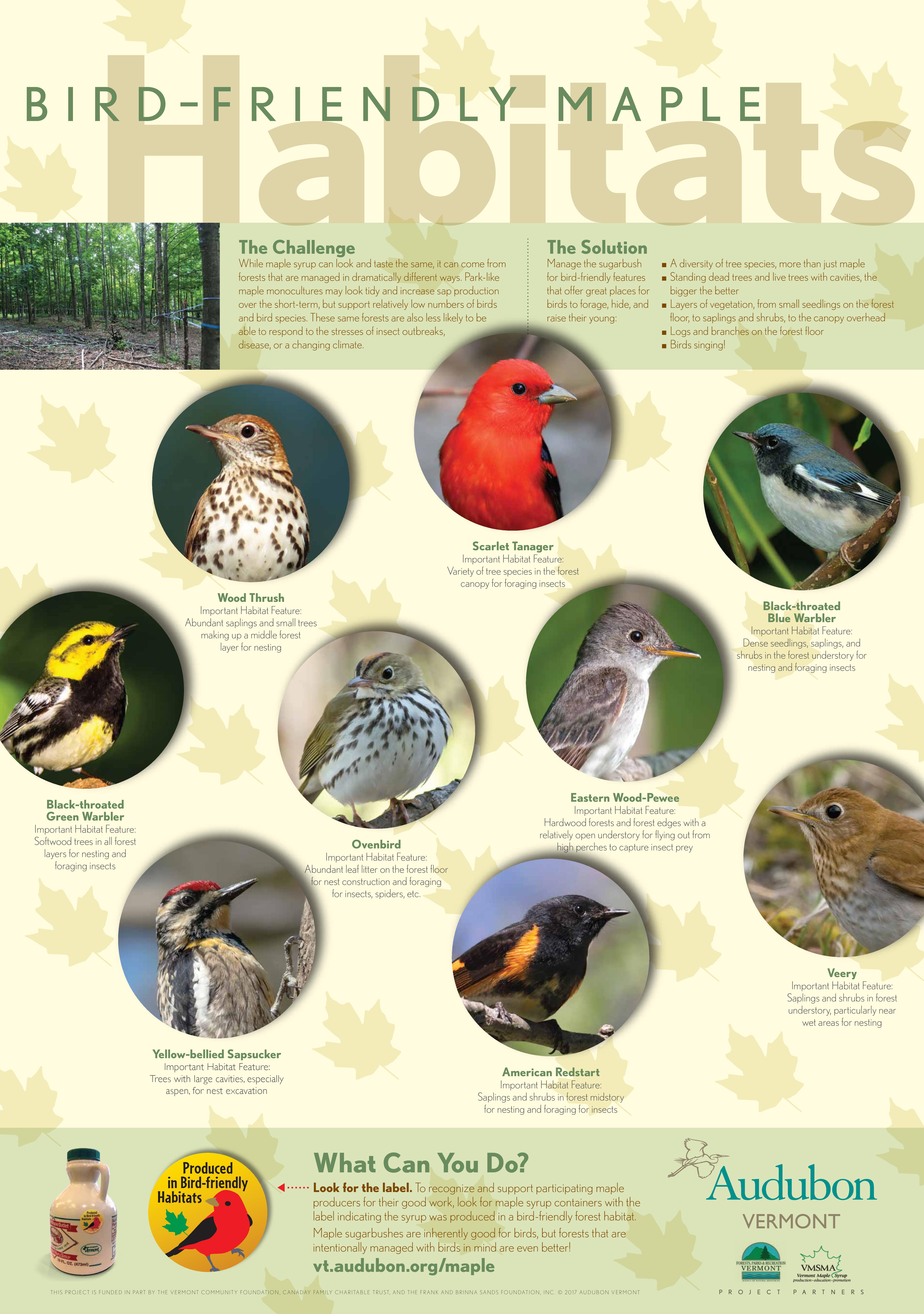 Bird-Friendly Maple Project Poster