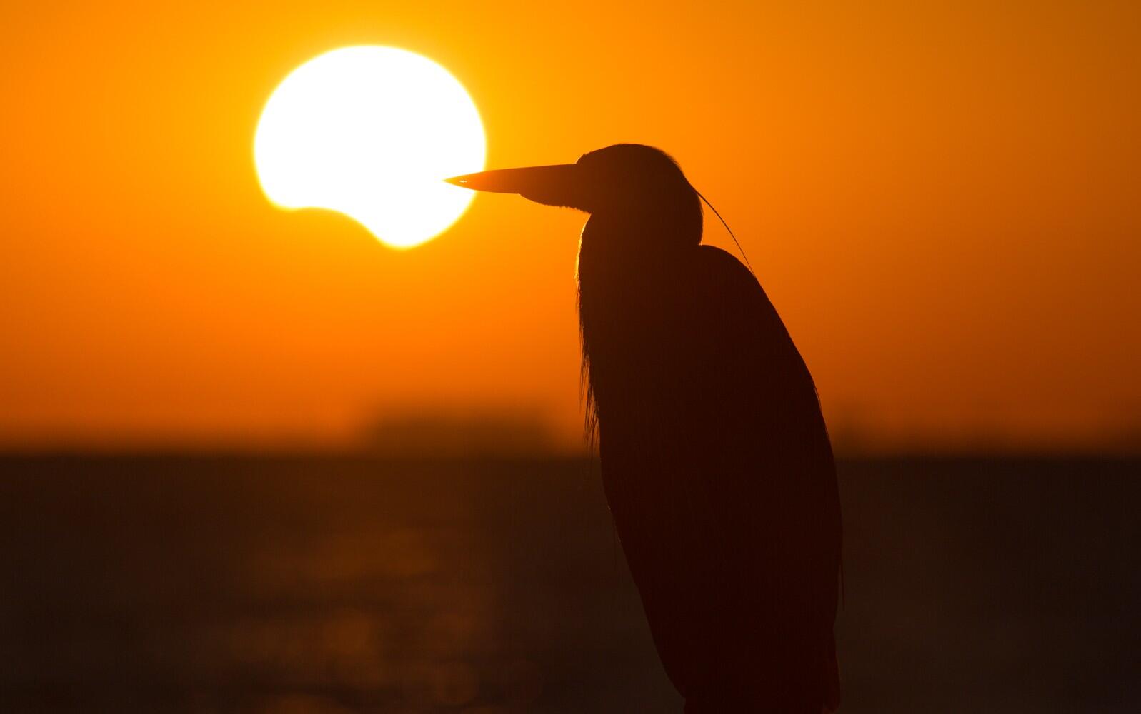 A view of a partial solar eclipse over water with a silhouetted Great Blue Heron in the foreground.