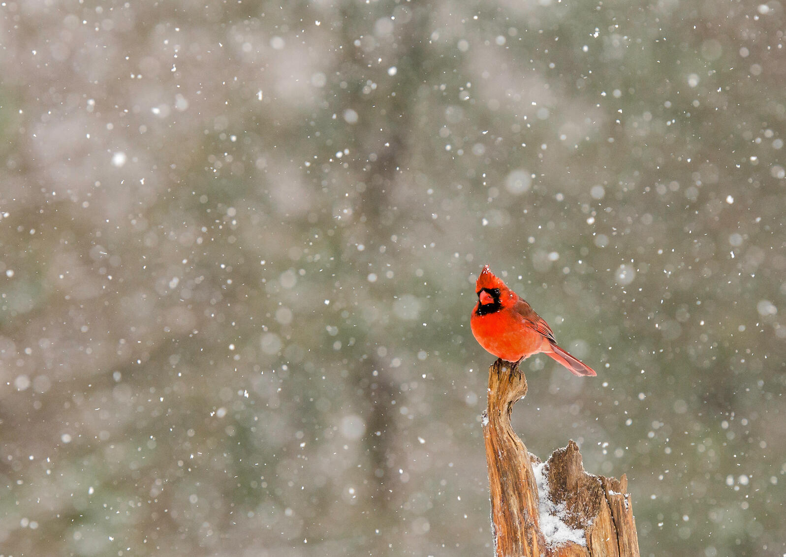 Wintery Northern Cardinal
