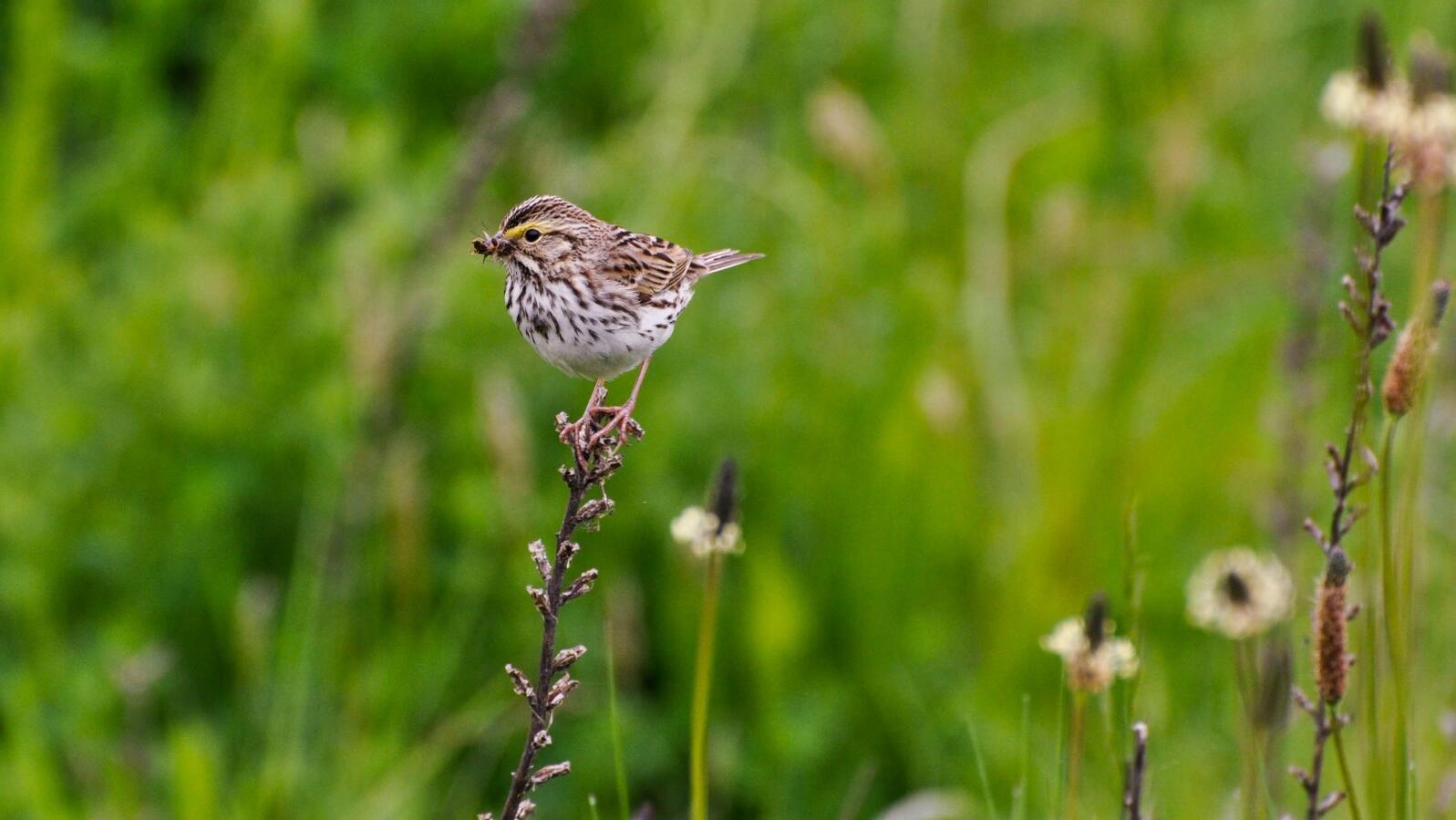 A Savannah Sparrow perched on a reed in a field of green grass. 