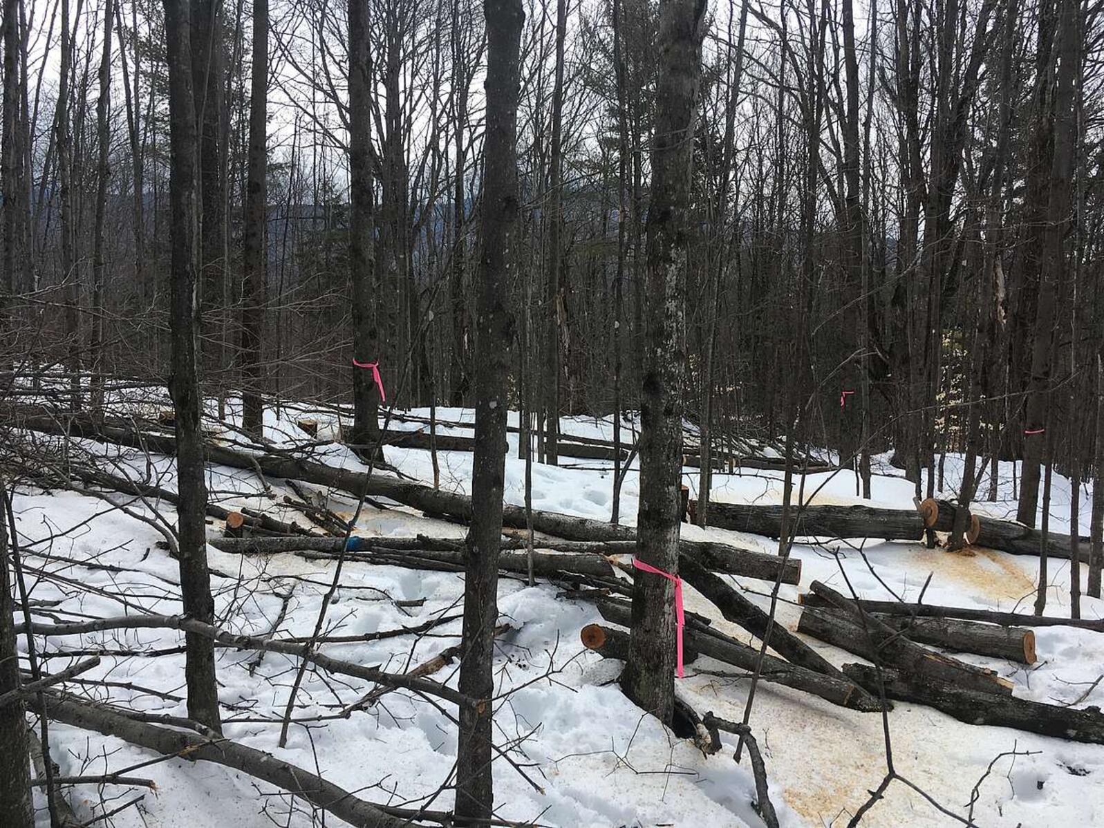 A stand of trees. Some are cut and sections of trunk lay on the ground. Two of the standing trees have pink flagging tape tied around their trunks. 
