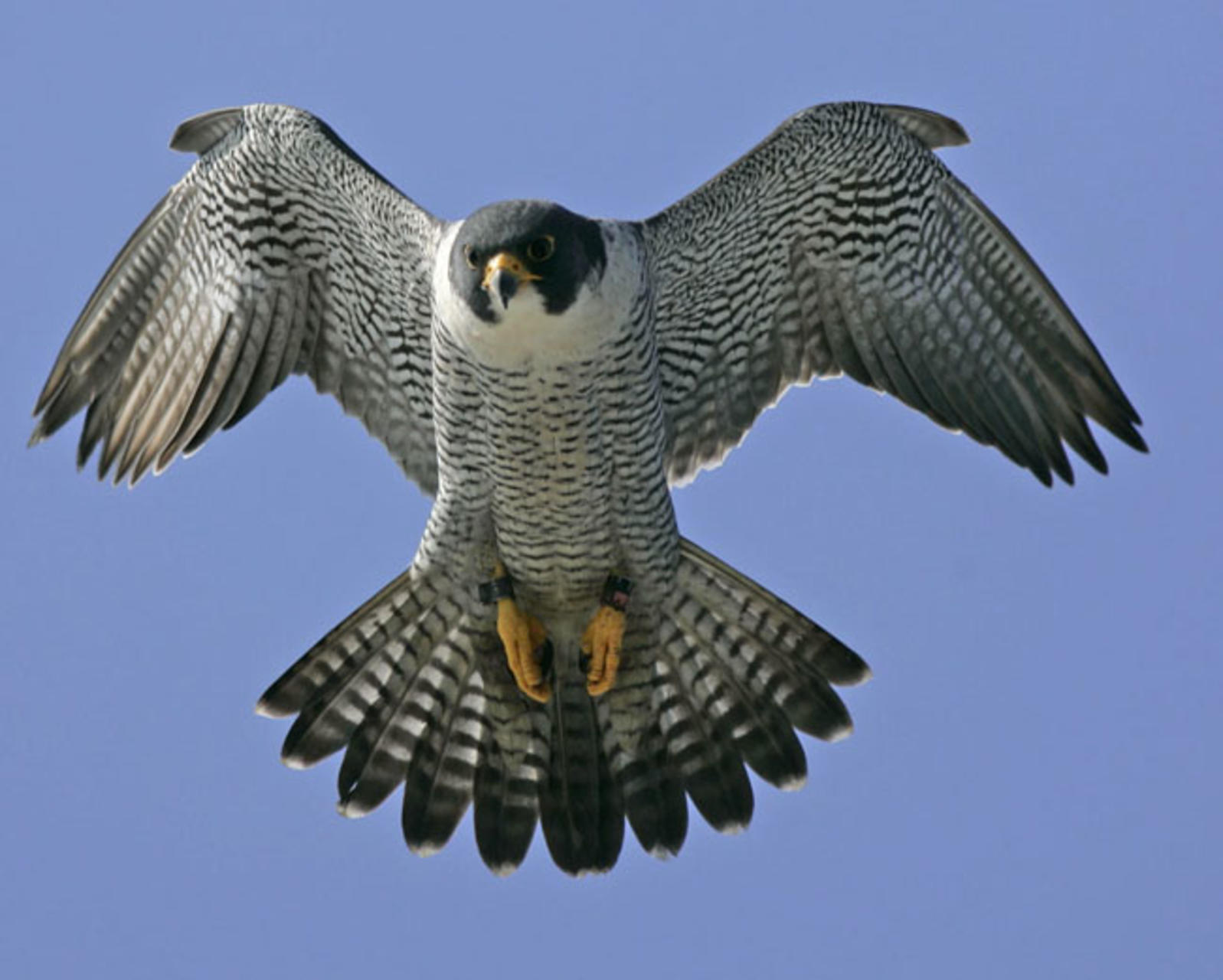 peregrine falcon speed limit