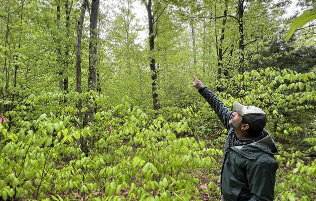 Webinar Opportunity:  What are the Forest Management Standards and What is Changing?