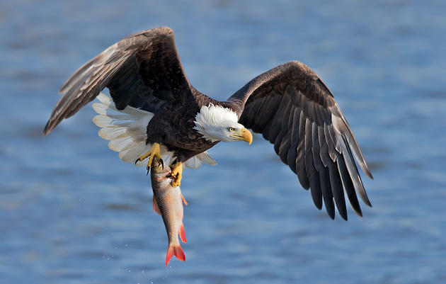 Bird Counts Go Beyond Christmas