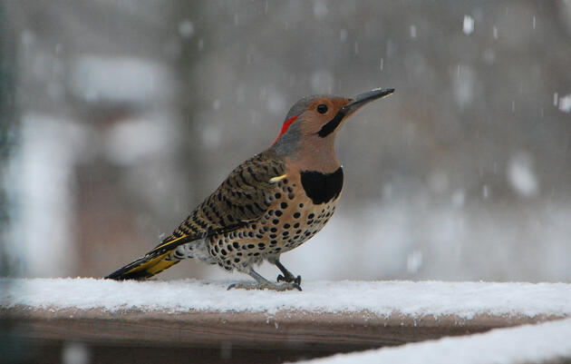 February Bird Monitoring: Great Backyard Bird Count