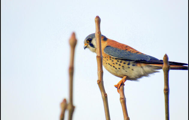 Stick-Season Bird Monitoring 
