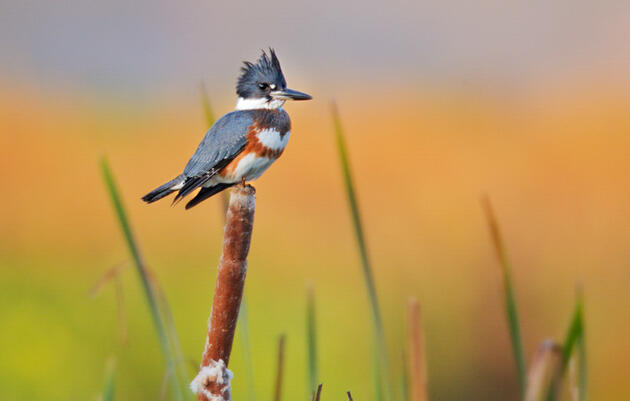 Birds & Your Buffer Landowner Workshop