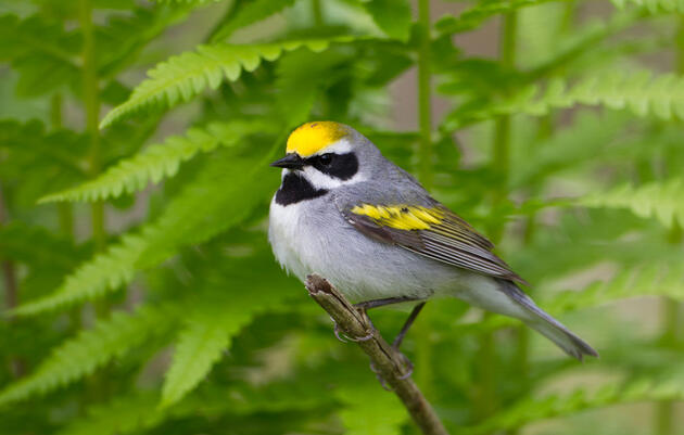 Birds and Biodiversity at Charlotte Park and Wildlife Refuge