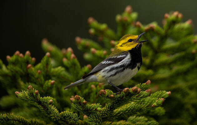 Woods Walk: Forest Stewardship Practices for the Birds
