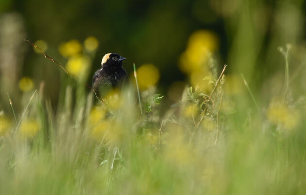 Conservation Speed Dating