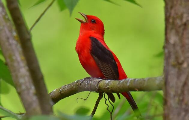 Into the Woods with Bird-Friendly Maple