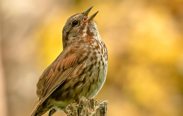 September Bird Monitoring Walk