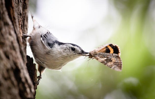 Celebrate Moth Week with Audubon Vermont