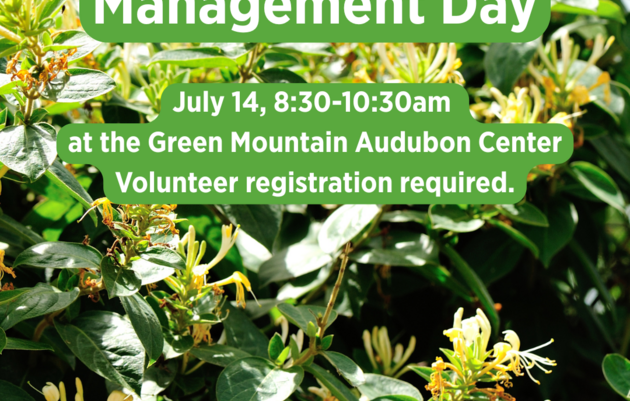Invasives Management at Green Mountain Audubon Center