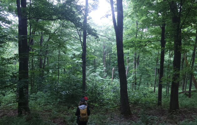 Creating Old Growth(like) Forests through Logging; for Biodiversity, Climate Resiliency, and Carbon Sequestration