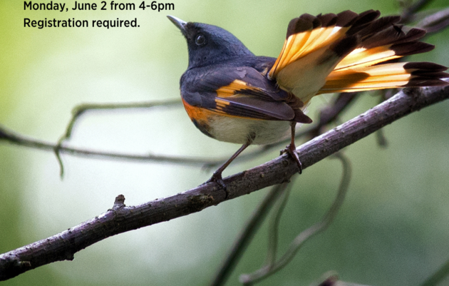 Pride Hikes: St. Albans Pride at Hard'ack Nature Trails 