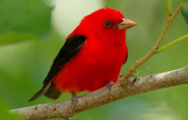 Forest Management is for the Birds with Steve Hagenbuch