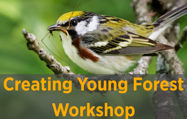 Creating Young Forest Workshop