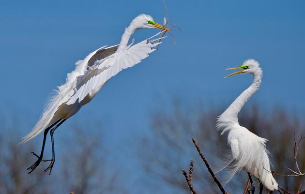 The Importance of Audubon Chapters
