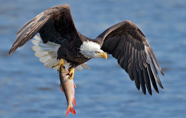 Vermont Peregrine Falcon and Bald Eagle Monitoring