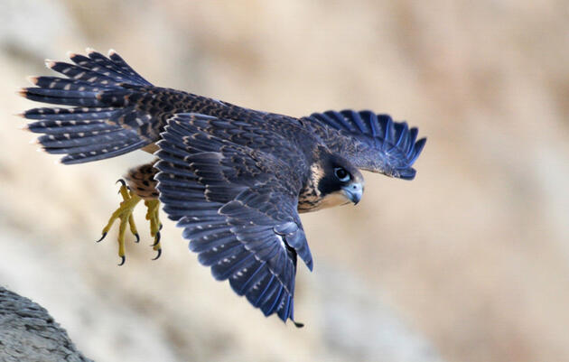 What's it really like to monitor Peregrine Falcons?