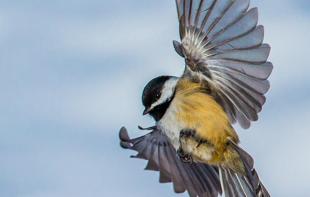 Vermont Pesticide Bill Proposes Ban on Bird-Harming “Neonics”