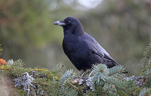 What are the Crows Doing in Winter? 