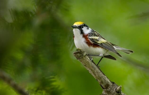 Birds as Indicators of Forest Ecosystem Health