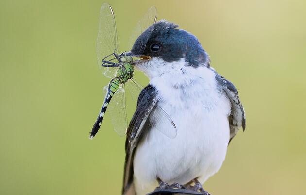 Neonicotinoid Bans and Restrictions in Other Regions: How is it Playing Out?