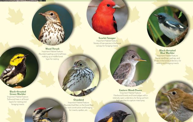 Bird-Friendly Maple Resources