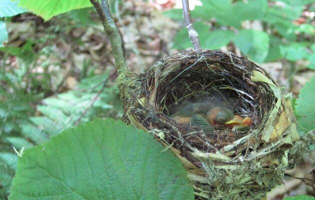 Forest Bird Communities