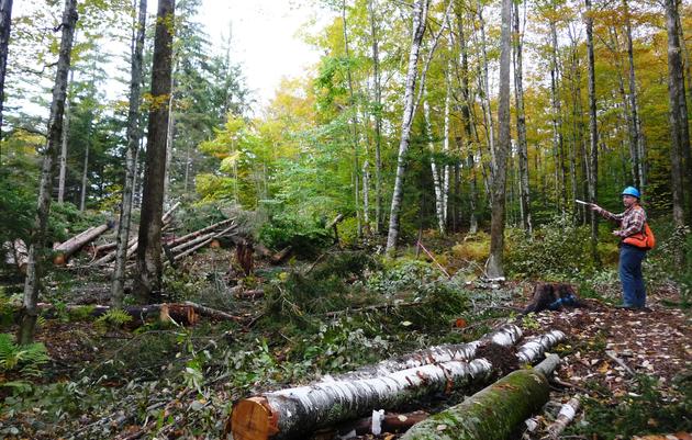 Forestry for the Birds Demonstration Sites